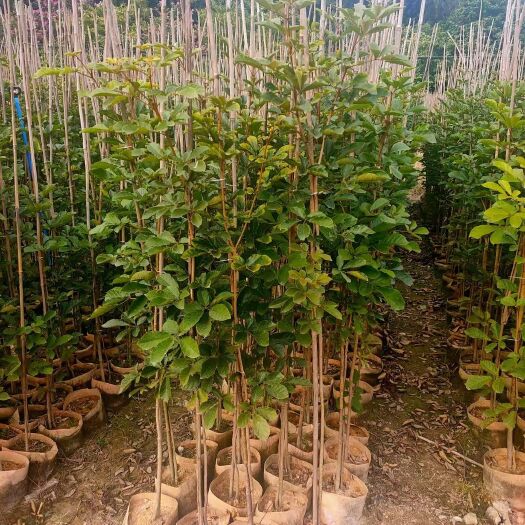 普宁市黄花风铃木小苗 高度：1-2米 大量供应