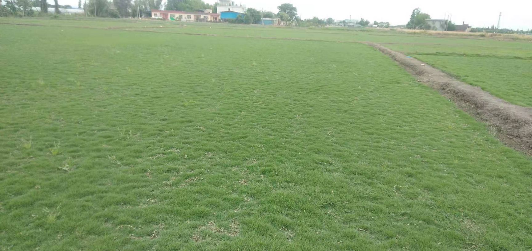 草  二号草坪手工方块