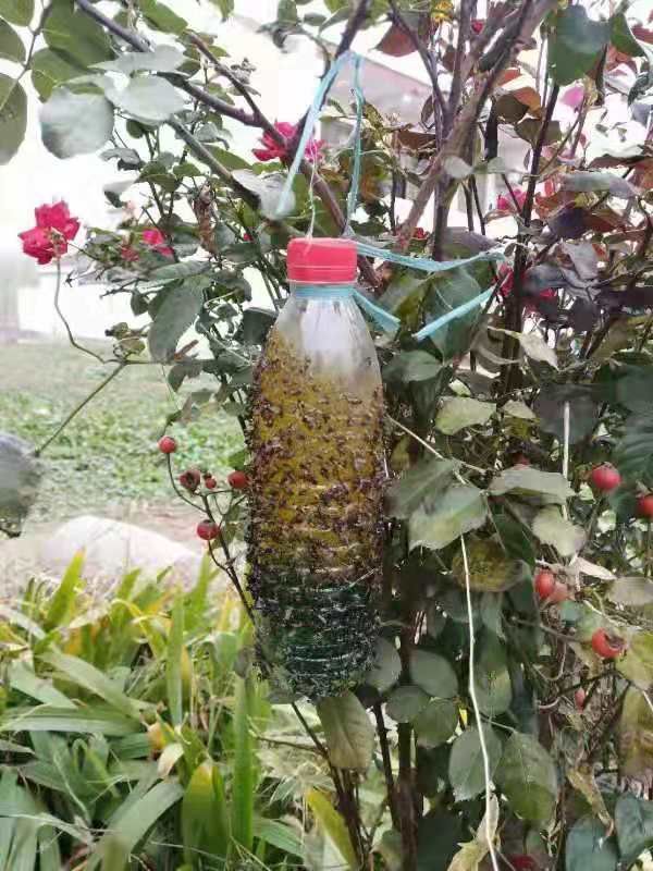 诱虫板  果蝇诱粘剂诱捕器瓜果实蝇针蜂引诱剂杀果蝇药果园果树物理诱捕剂