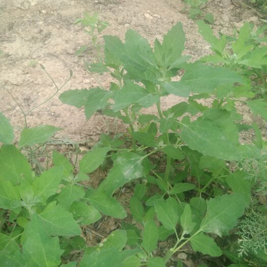 寿光市山野菜  野生野菜，不是种植，品种齐全，扫帚菜，灰灰菜额等等，先拔现售
