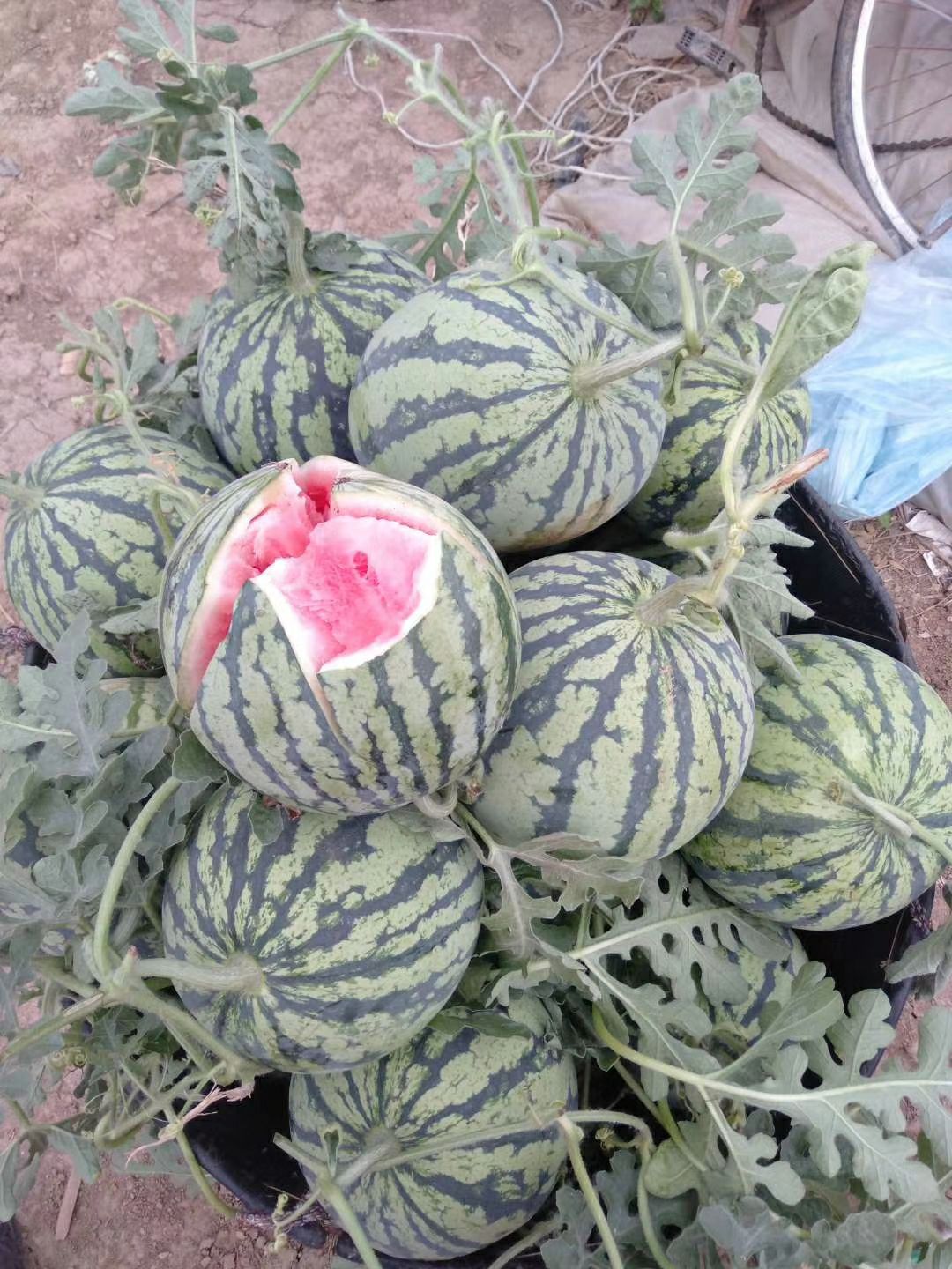 大棚美都，8424两种西瓜批发中……