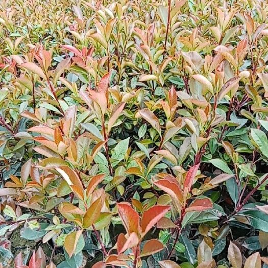 甘谷县红叶石楠（杯苗）
