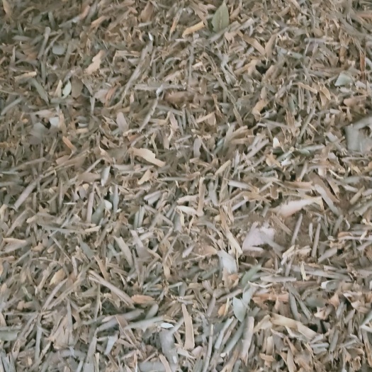 平南县 肉桂——桂碎