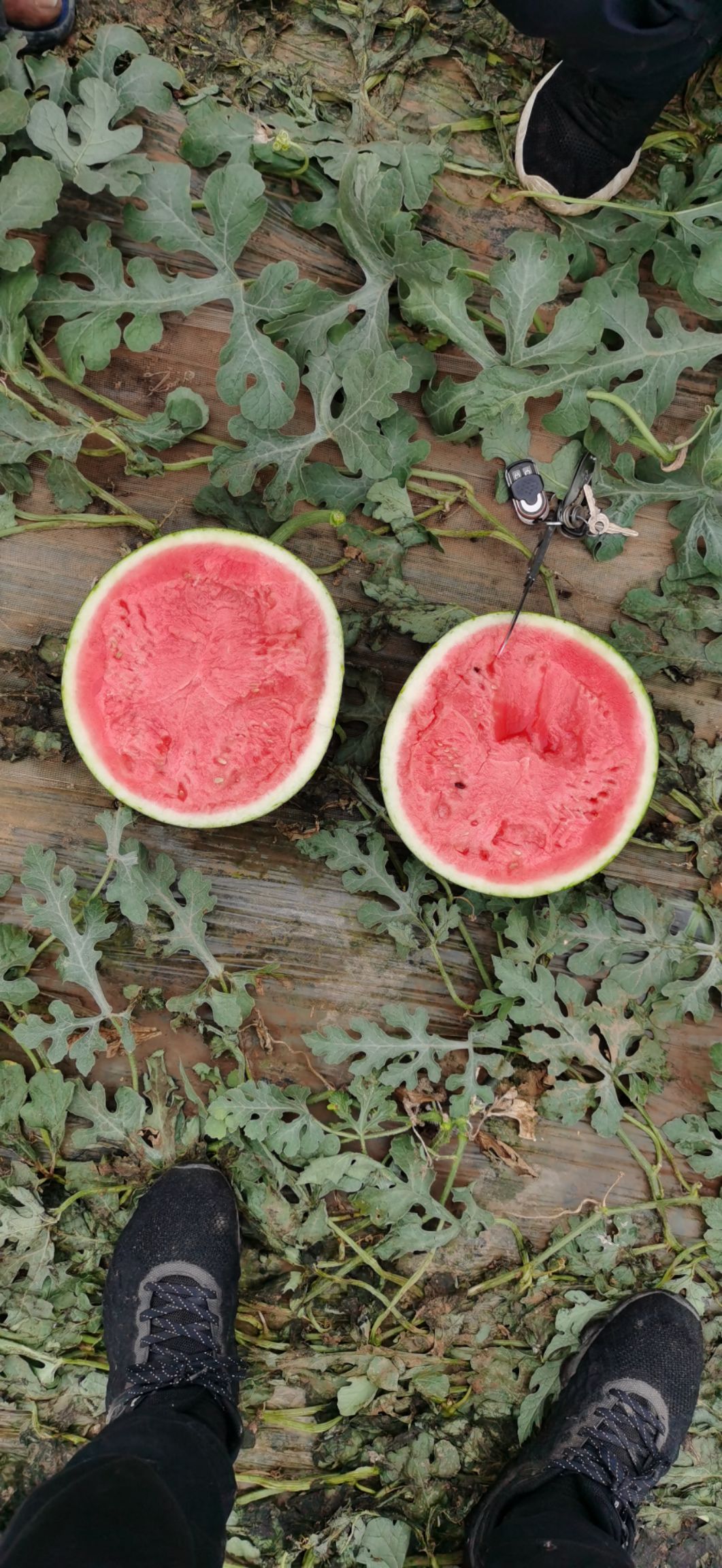 甜王西瓜，个大瓤红，皮薄汁甜，量大优惠