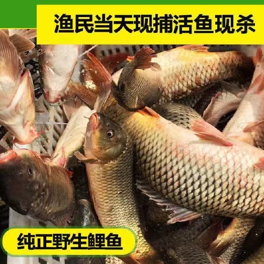 潢川县 新鲜现杀大鲤鱼红尾鲤鱼