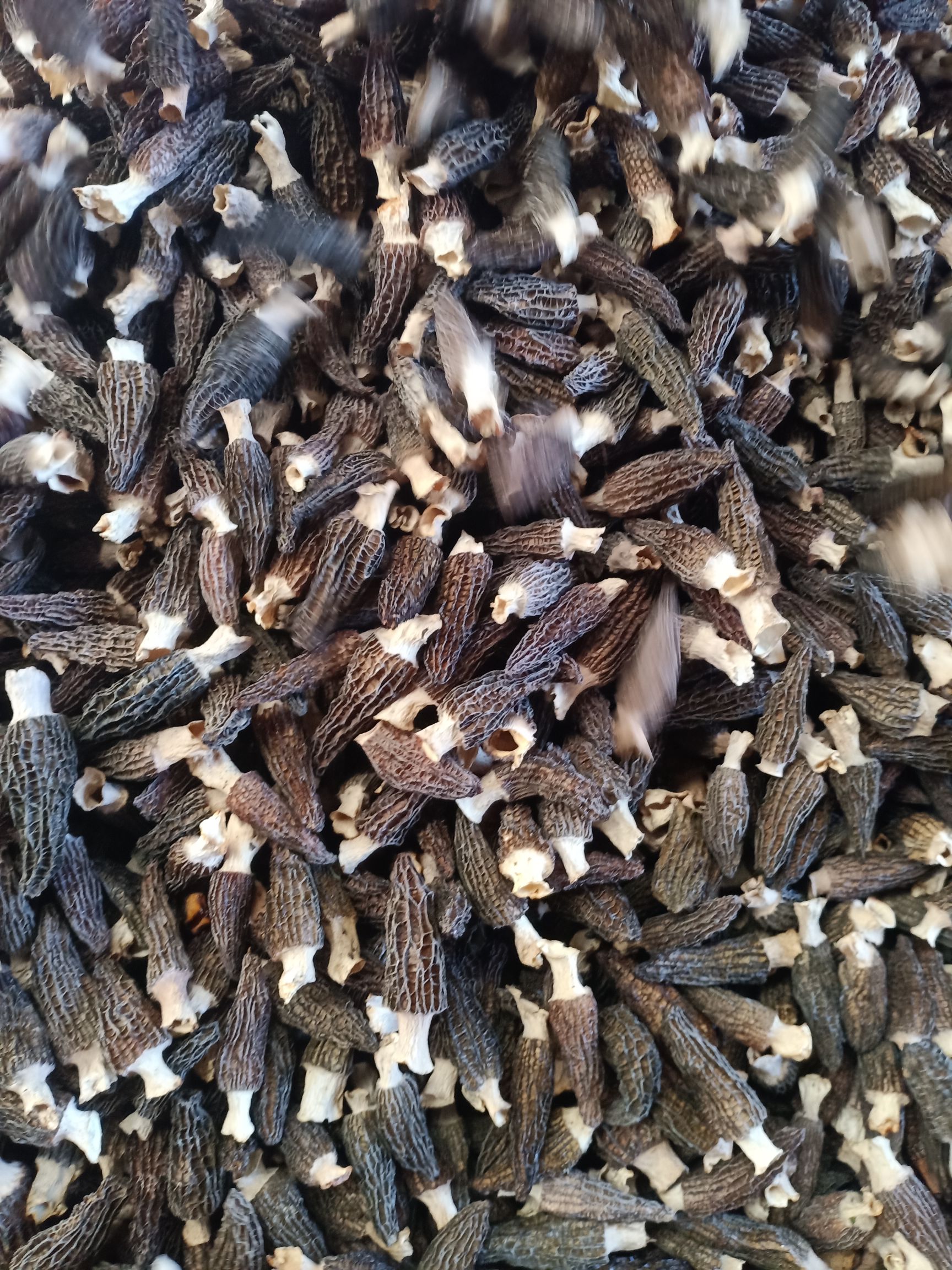 羊肚菌干货批发