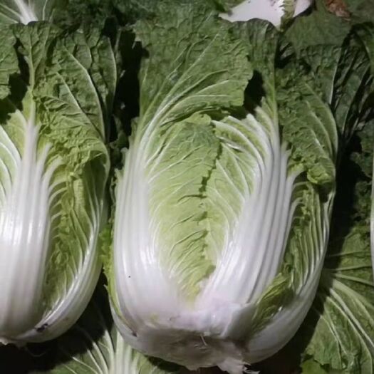 通许县黄心大白菜大量上市，无虫眼，保质保量诚信第一发往全国各地
