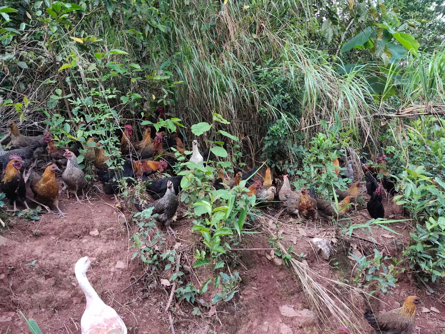散养土鸡