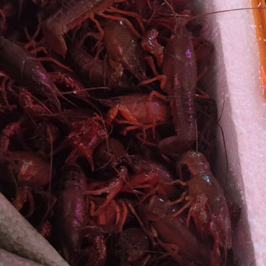 宜昌 洪湖精品小龙虾