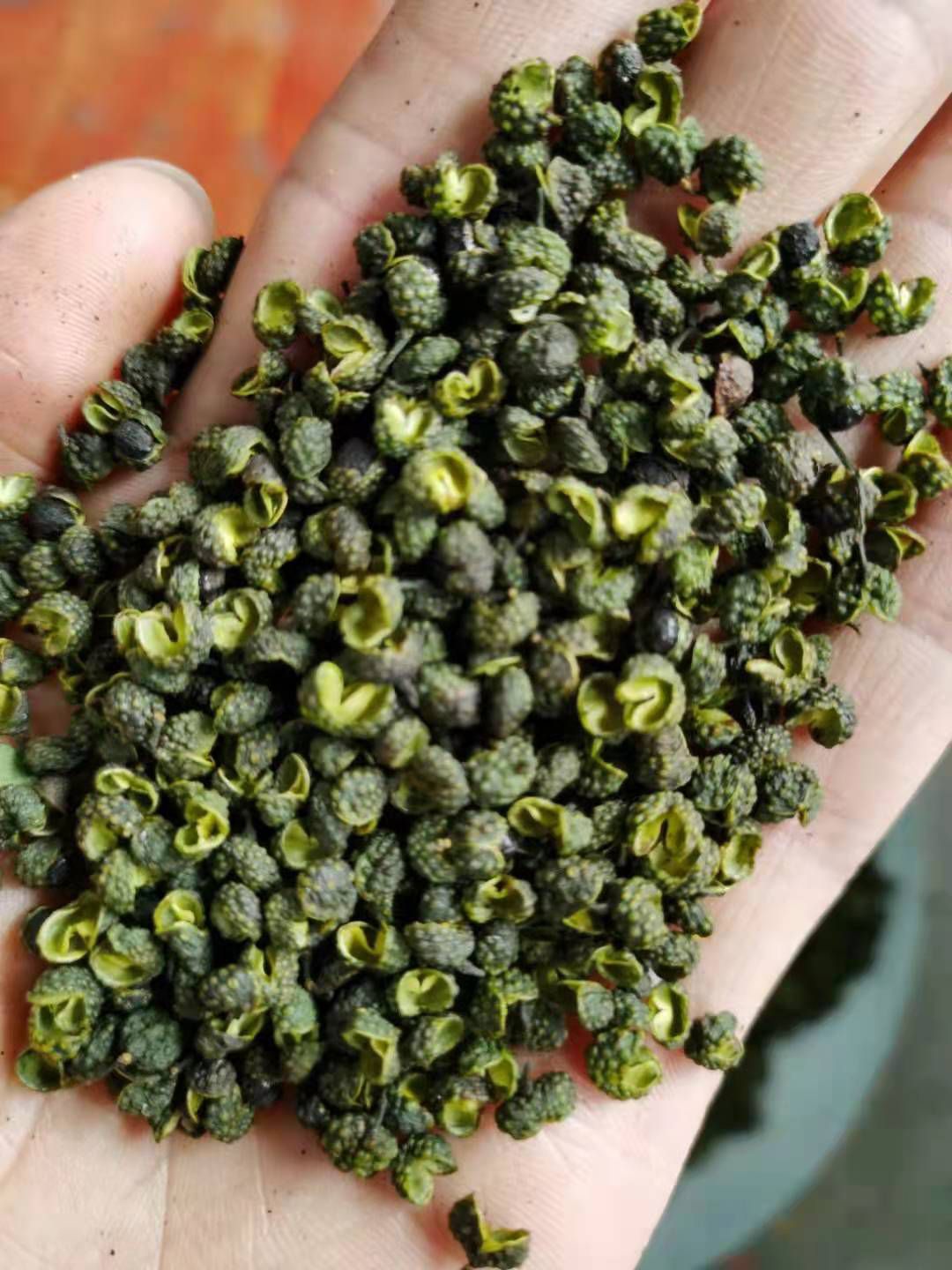 青花椒     云南青花椒     金阳青花椒