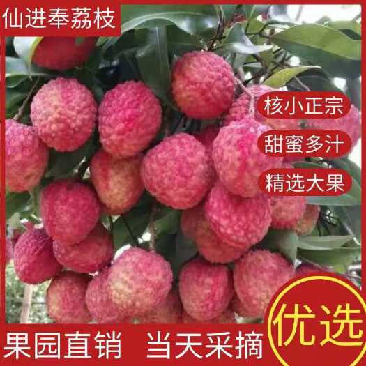 广州仙进奉荔枝  荔枝  增城 清甜多汁新鲜现摘