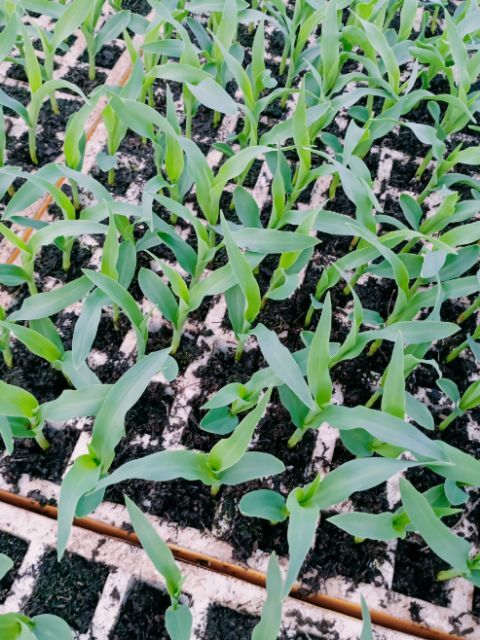 通海县 本苗厂有现苗玉米苗:小铁头苗，大白菜苗，娃娃菜，，紫香笋苗，
