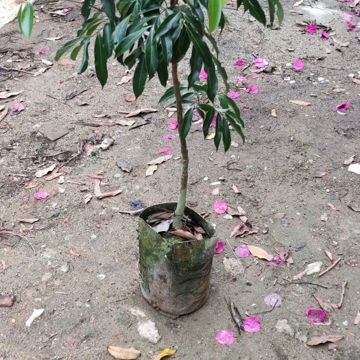 灵山县无核荔枝苗  无核荔枝
