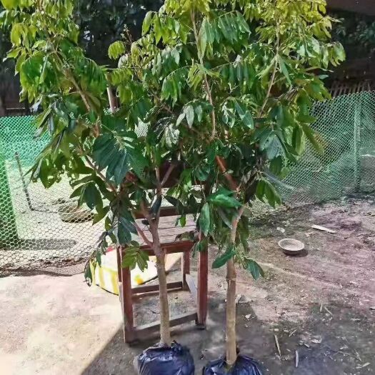 灵山县四季蜜龙眼苗  四季龙眼苗
