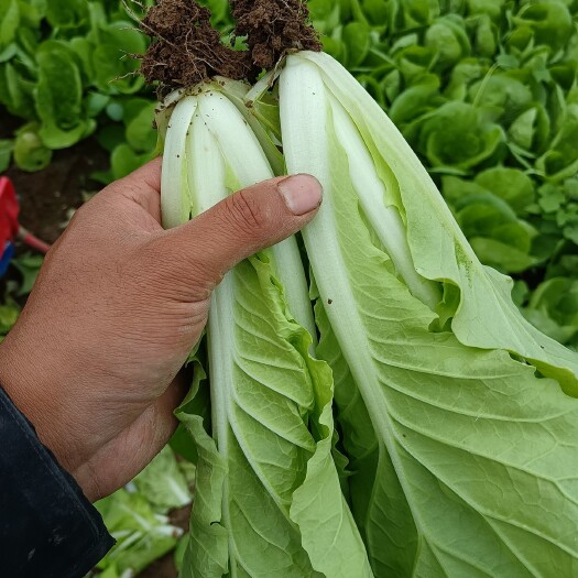 商丘大棚精品快菜/奶白菜/小白菜
