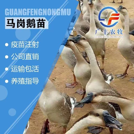 南宁 马岗鹅苗 草鹅苗 香鹅苗 包打疫苗 厂家直销