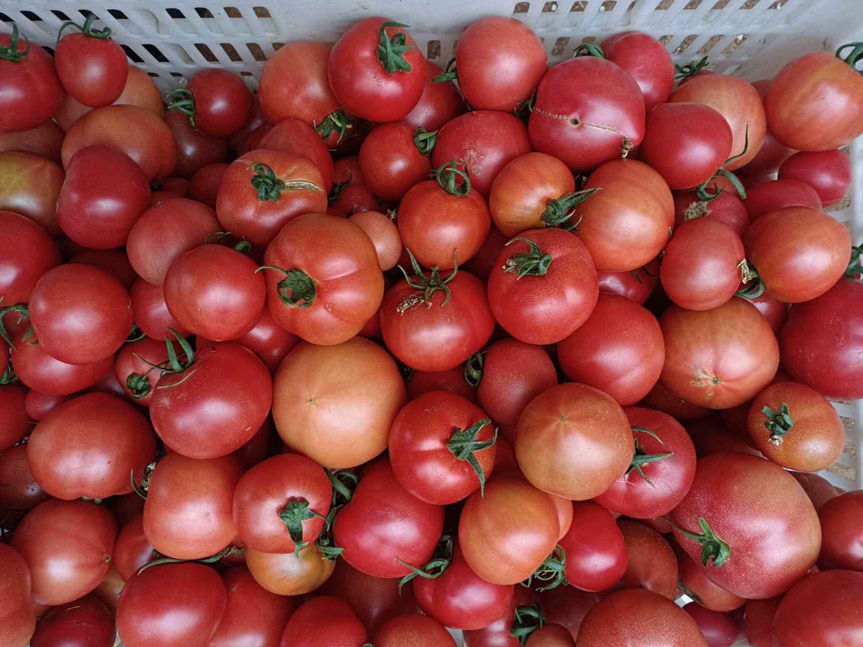 戴安娜番茄品种介绍图片