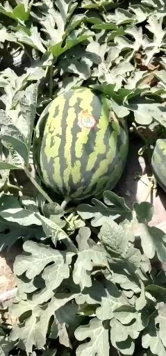 陕西蒲城甜王西瓜