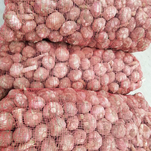 亳州白皮蒜 大量供应，杂交大蒜