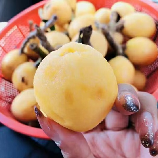德清县塘栖枇杷，白沙枇杷，