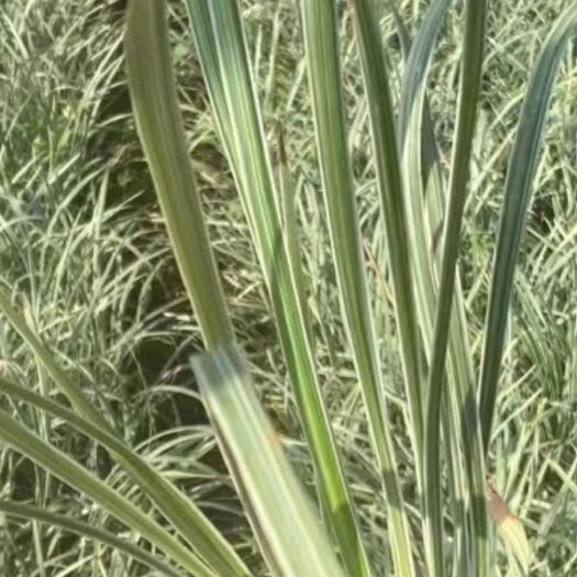 宜良县 银边草