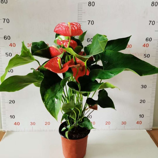 广州红掌白掌盆栽植物室内花卉好养水培一帆风顺大盆水养四季常青绿植