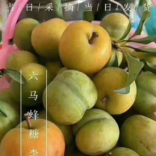 镇宁县六马蜂糖李 四月李 冰脆李