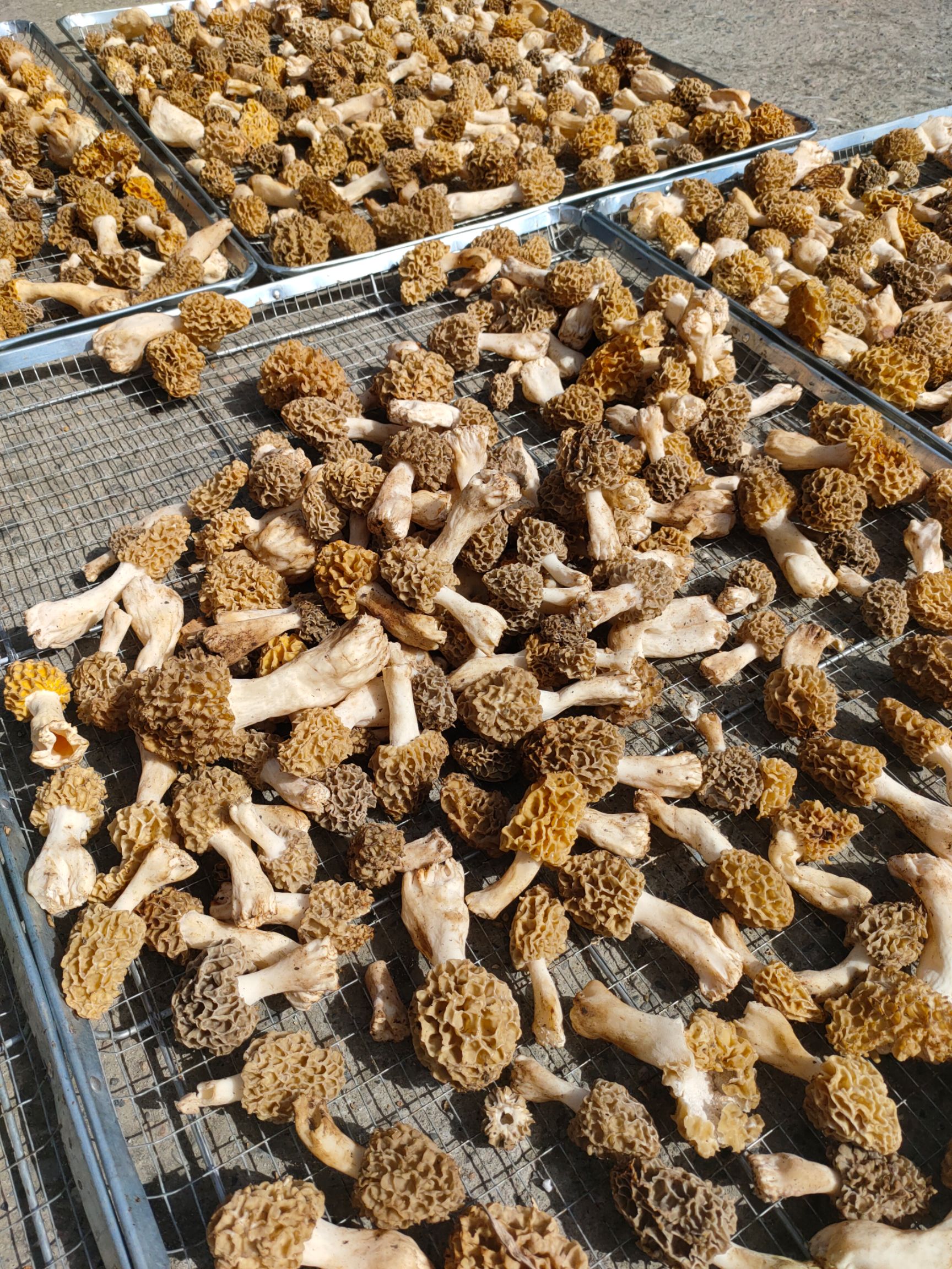 秦岭山区野生羊肚菌，羊肚菌干货，不是野生不要钱