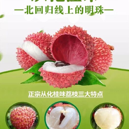 广州桂味荔枝 广东省广州市从化区 地头通货 