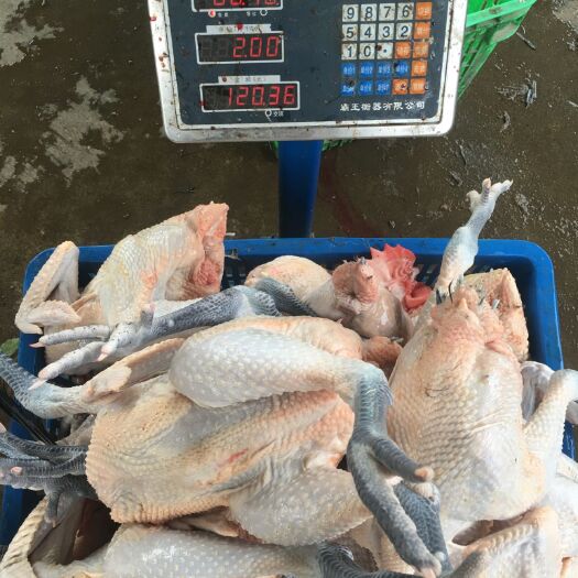 彭州市白条鸡 出售各种活鸡，白条