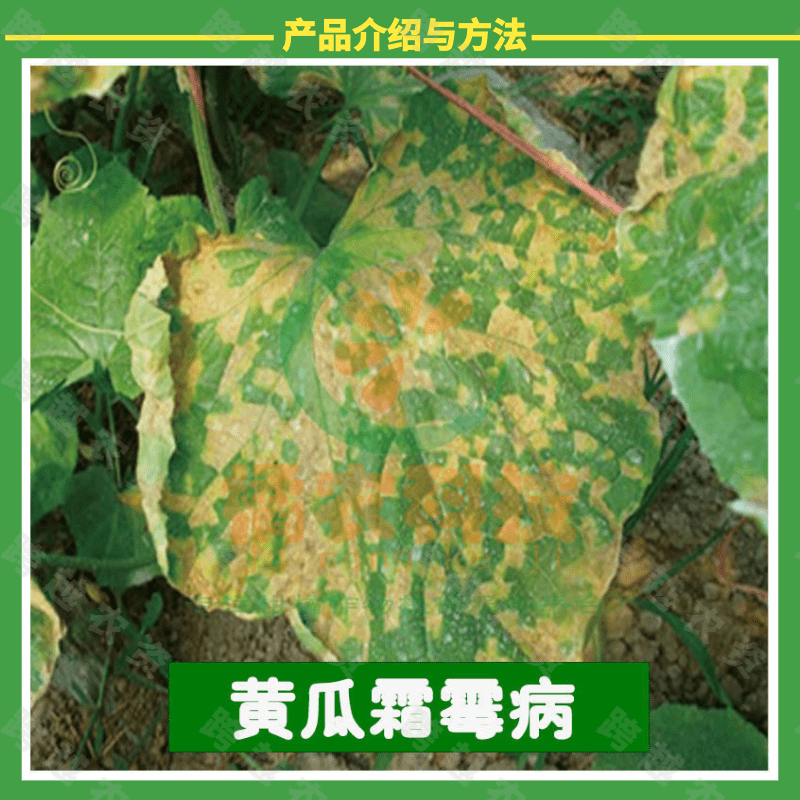 放大镜霜透 烯酰吡唑酯 保护型杀菌剂 防治作物霜霉病 疫病