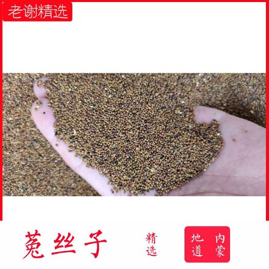  菟丝子，内蒙古