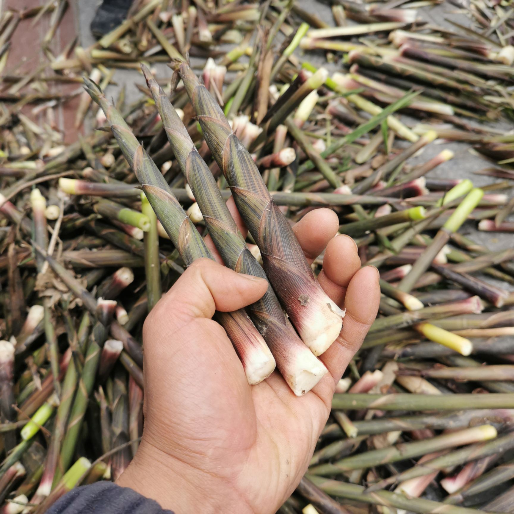 颜色好剪老根小竹笋干精黄 小笋干野生干小笋农家摘晒干湖南特产