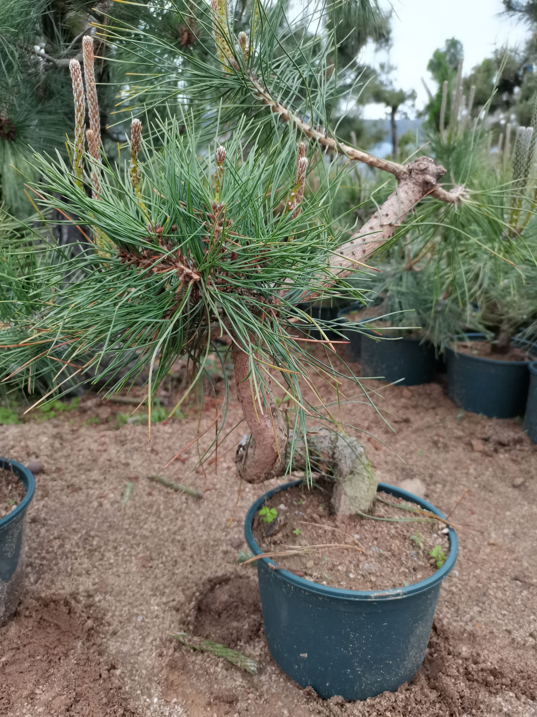  带盆苍老爆皮小黑松