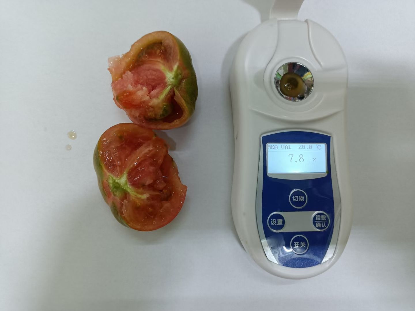  铁皮柿子（甜番贝）