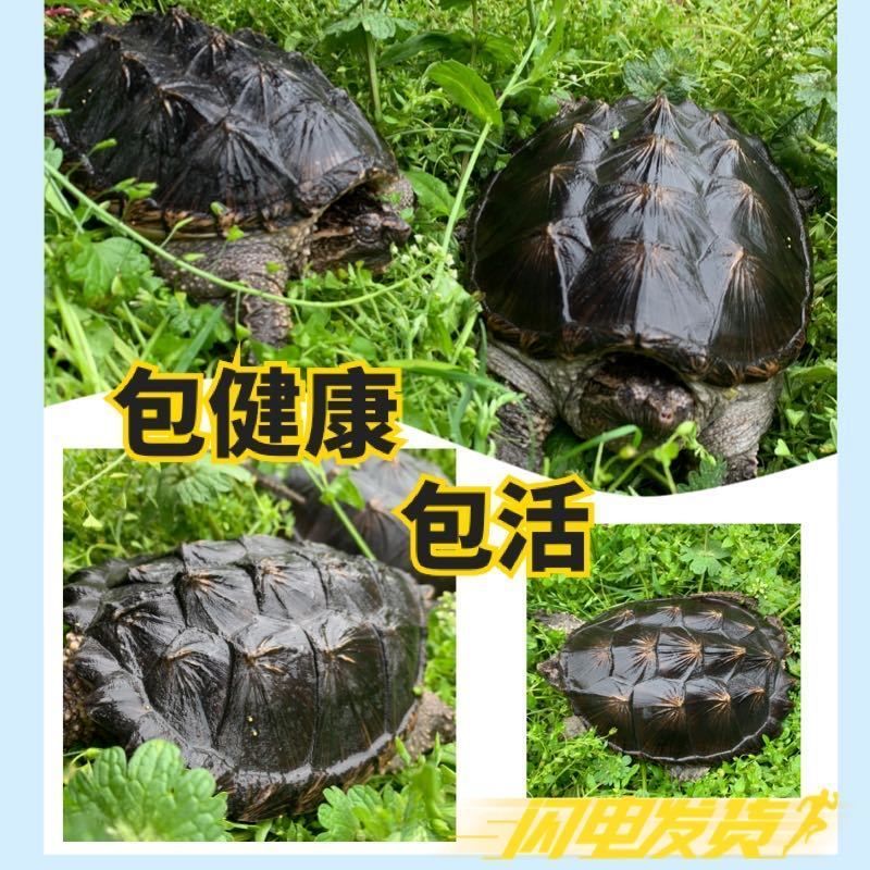 佛鳄  鳄鱼龟,,肉龟,大鳄鱼龟,食用鳄鱼龟,外塘放养鳄鱼龟