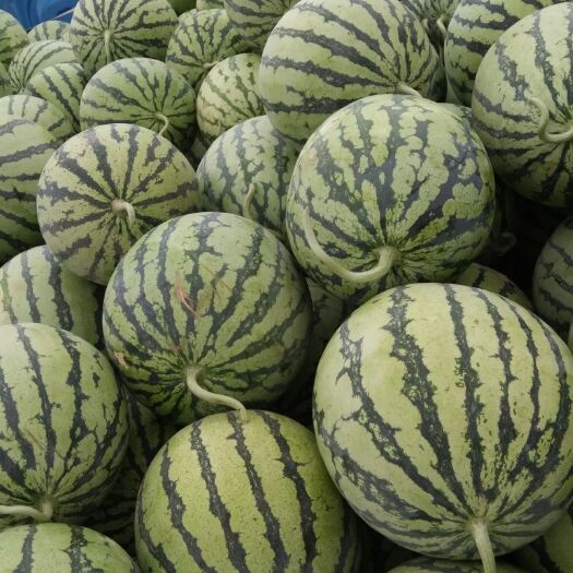 太和县8424西瓜 安徽省阜阳市太和县 1茬 一级 