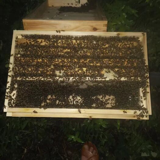 龙南市 百花蜜