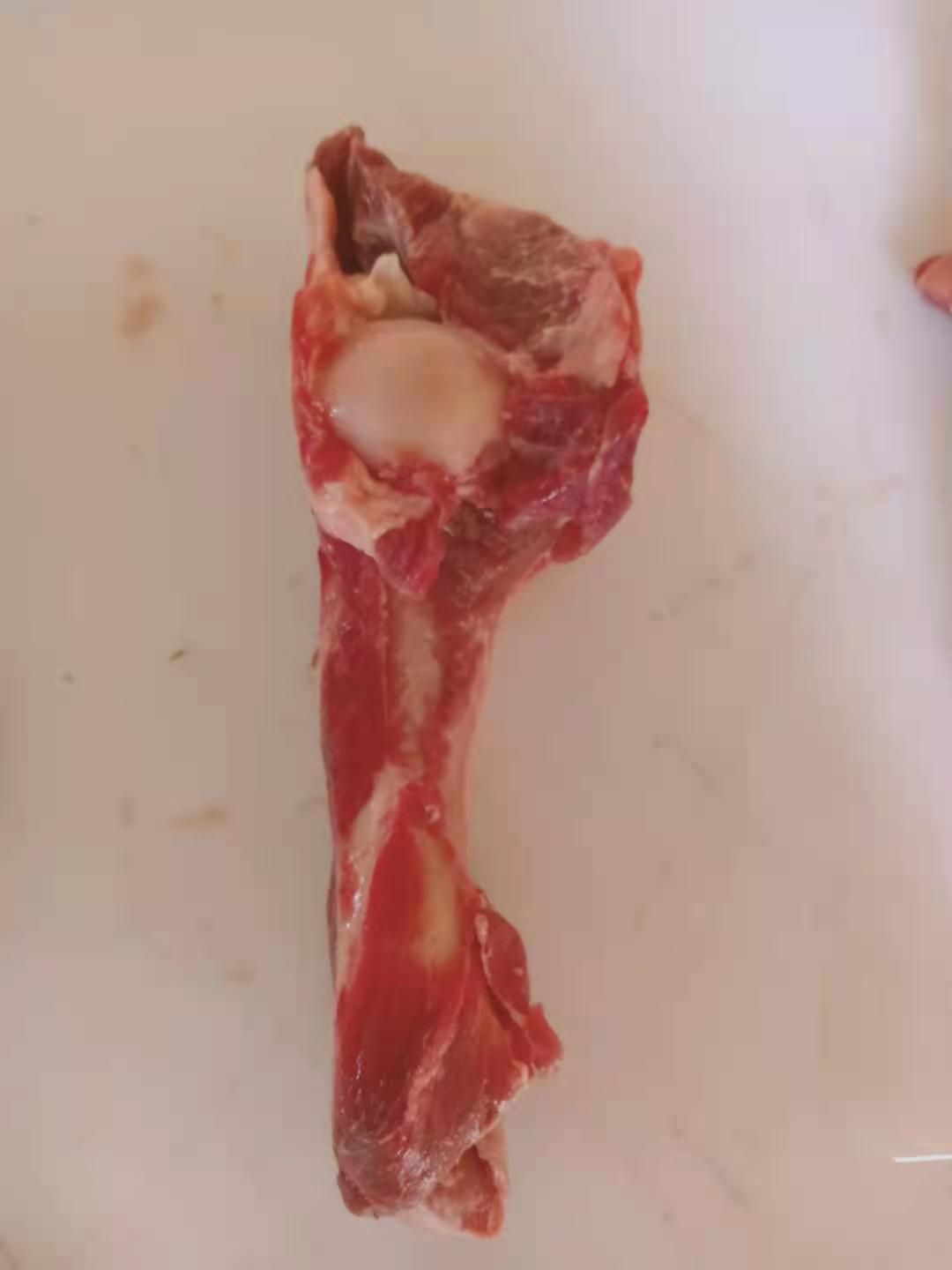 羊骨  羊棒骨 满肉的后腿骨