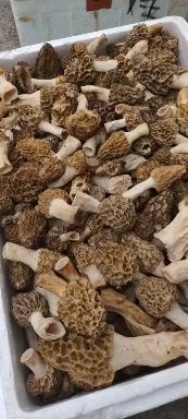 秦岭山区野生羊肚菌，羊肚菌干货，不是野生不要钱