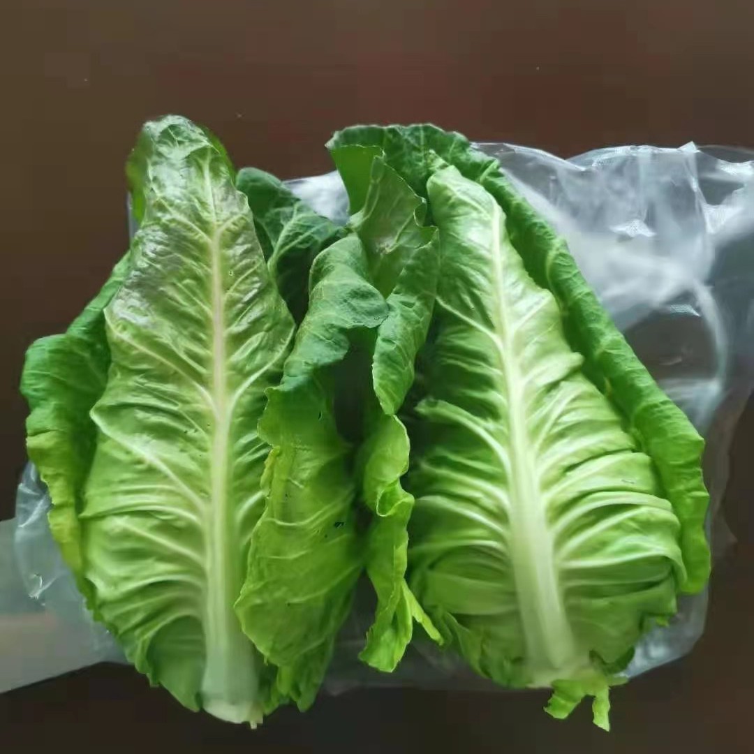 甘蓝种子牛心甘蓝种子牛心白种子鸡心白种子尖顶甘蓝种子春秋越冬