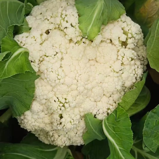 邯郸花菜 青梗机会花