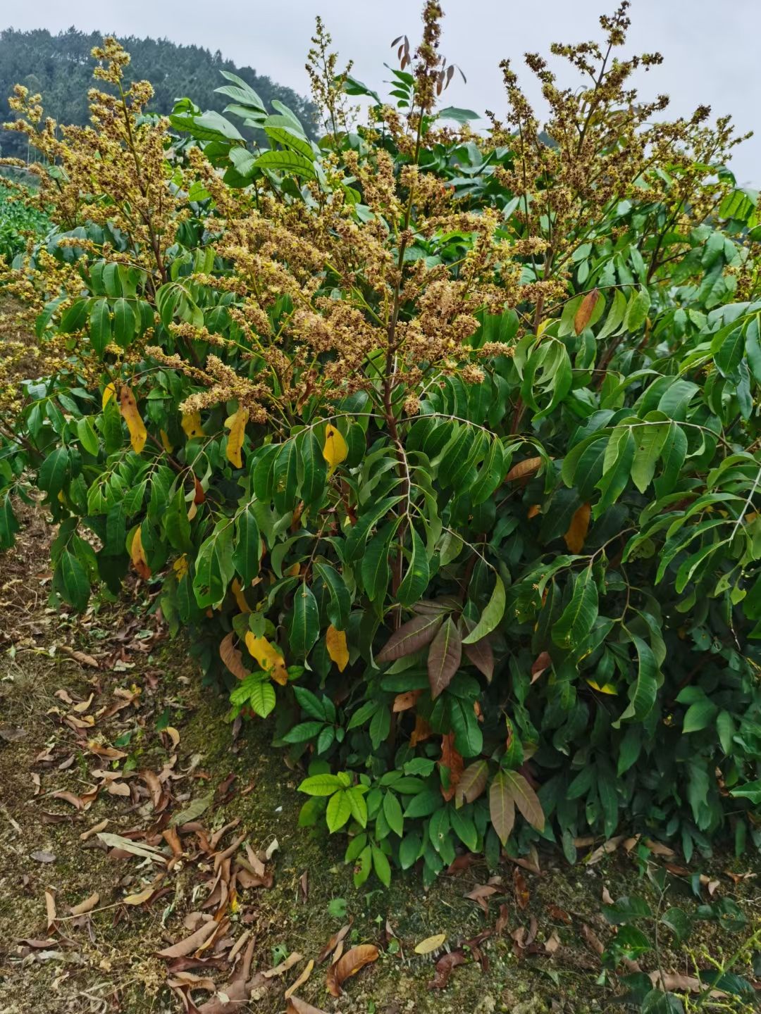 储良龙眼苗  石峡正品嫁接苗 带土带叶发货 成活率高