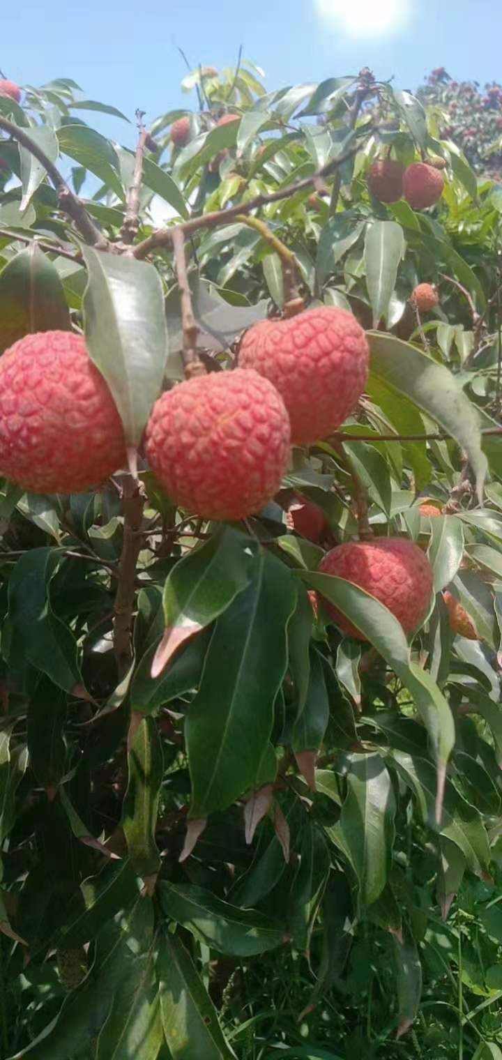 妃子笑荔枝  妃子笑，白糖罂荔枝已大量上市，价格优惠，欢迎老板咨询