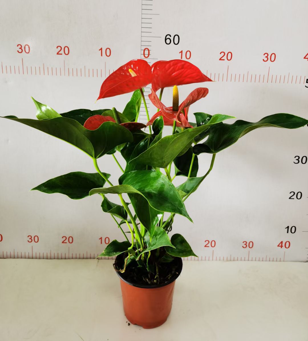 红掌白掌盆栽植物室内花卉好养水培一帆风顺大盆水养四季常青绿植