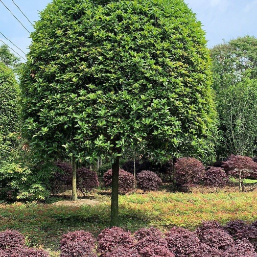 成都黄金桂花树  桂花