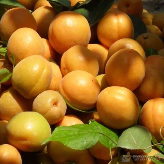 夏县 金太阳杏