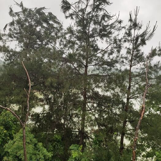 思南县 现采松针