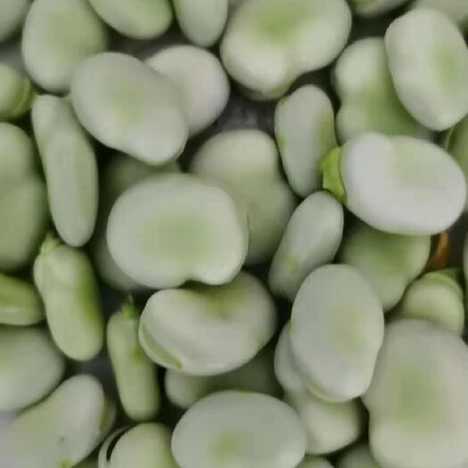 新野县蚕豆，质量好，品种齐全，产地直供，欢迎选购