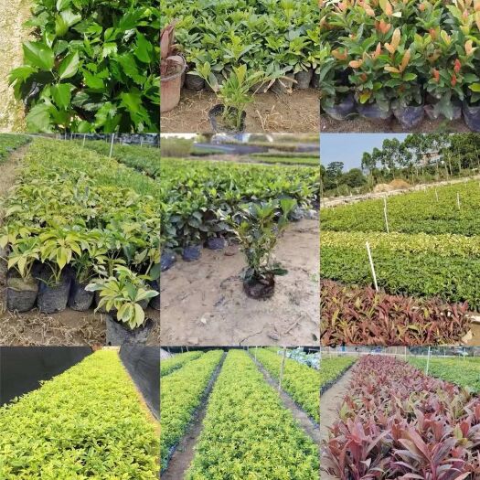 博罗县地被植物 地被小苗黄金叶